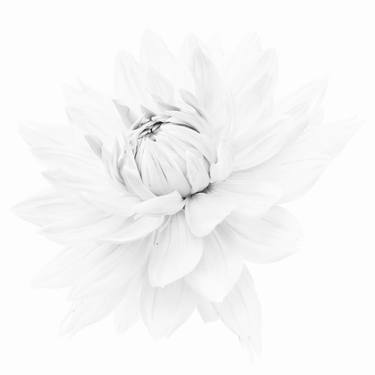 Bashō's Flower - Limited Edition 1 of 9 thumb