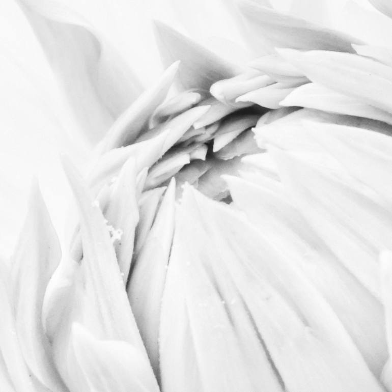 Original Fine Art Floral Photography by Arno Arno