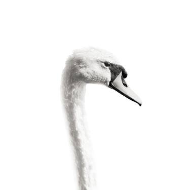 Le Cygne Solitaire - Limited Edition 1 of 9 thumb