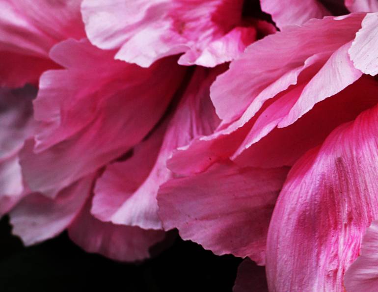 Original Documentary Nature Photography by Arno Arno