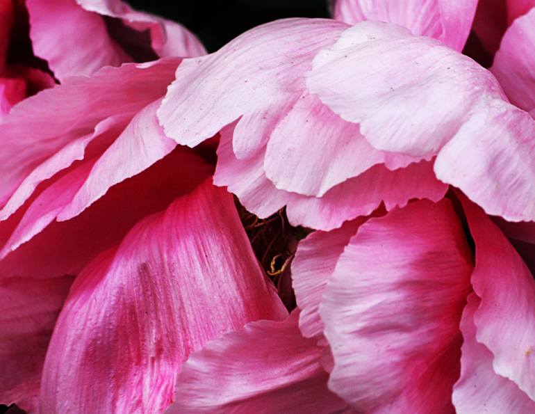 Original Documentary Nature Photography by Arno Arno