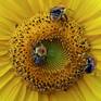 Bumble Bees feast on a late summer sunflower
The colourful joy of life and nature