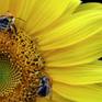 Bumble Bees feast on a late summer sunflower
The colourful joy of life and nature