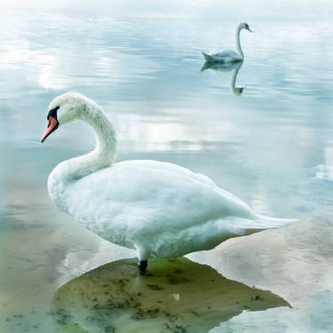 Dream of Swans - Limited Edition of 9 thumb