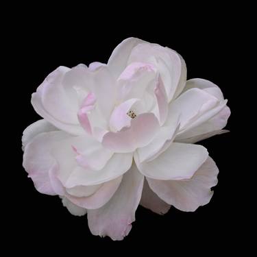 Print of Fine Art Floral Photography by Arno Arno