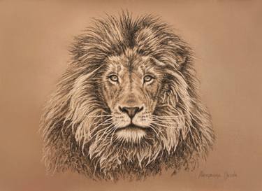 Print of Documentary Animal Drawings by Alessandra Desole