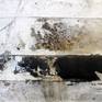 Painting: Enamel, Oil,cement,  Wax on Wood.

wax, oil, enamel , cement on wood

abstract

160x160x4cm

2020