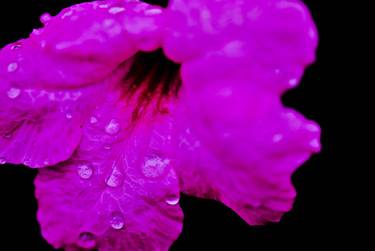 a purple flower & dew thumb