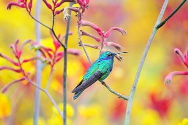 Print of Photorealism Animal Photography by Stanislav Shmelev