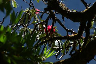 Rhododendron. Nepal - Limited Edition 2 of 10 thumb