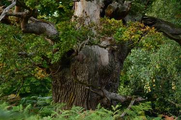 Print of Figurative Tree Photography by Stanislav Shmelev