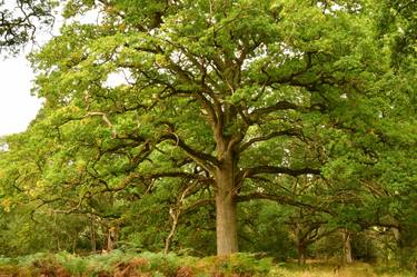 Blenheim Oaks - Limited Edition of 5 thumb