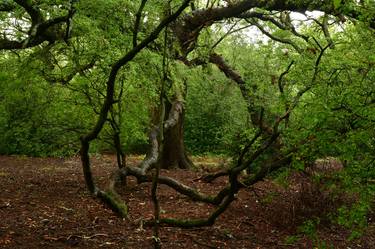 Epping Forest 1 - Limited Edition of 5 thumb