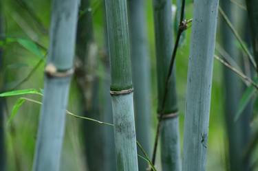 Bamboo Forest. Nepal - Limited Edition of 5 thumb