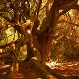 Kingley Vale Viking Yew Forest - Limited Edition of 5 by Stanislav Shmelev