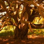 Kingley Vale Ancient Viking Forest - Limited Edition of 5 by Stanislav Shmelev
