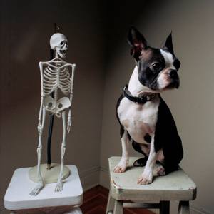 Collection Cabinet of Curiosities 