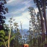 Collection The Woods..
