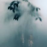 The Plant Behind Frosted Glass - Limited Edition 1 of 5 by Margarita Kazanovich
