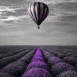 Collection Violet Hour | Noir Collection