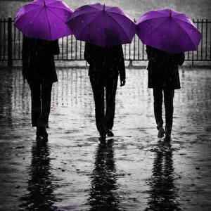 Collection Violet Hour | Noir Collection