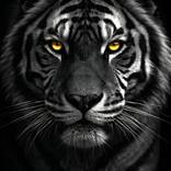 Collection Gilded Beasts | Noir Collection