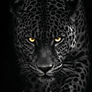 Collection Gilded Beasts | Noir Collection