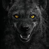 Collection Gilded Beasts | Noir Collection