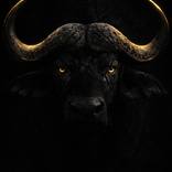 Collection Gilded Beasts | Noir Collection