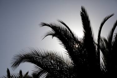 Shivering palm tree at sunset, Limited Edition Poster Print 5 of 10 thumb