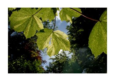 Sycamore Leaf thumb