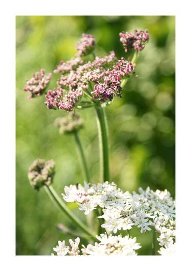 Hogweed thumb