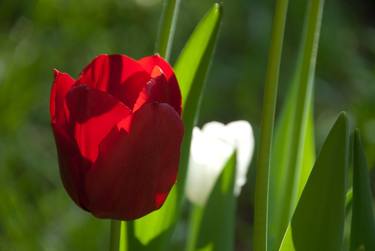 Easterflower thumb