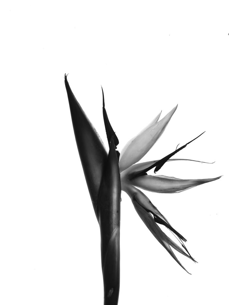 Original Still Life Photography by Thabiet Kamaldien | Modernism Art on Paper | Monochrome Studies No.9 | Birds of Paradise