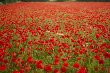 Field of Red thumb