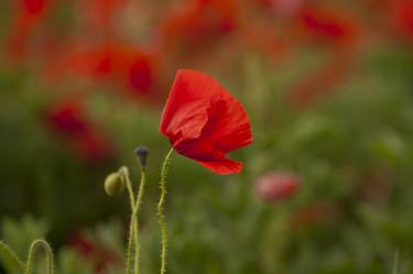 Poppy thumb