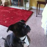 Staffy Bully - Begging by Baz Artist