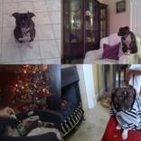 Staffy Bully - Kitchen Beg, English Sit, Christmas Drunk, Human Amused Collection by Baz Artist