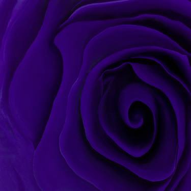 Purple Flower thumb