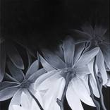 White Flowers Triptych by Barry Grose