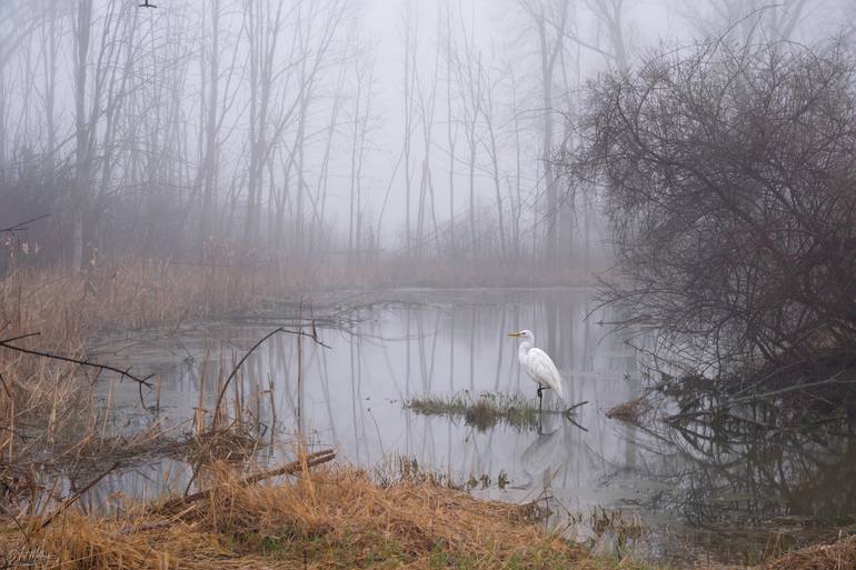 Original Nature Photography by Art Millers | Classicism Art on Paper | The White Heron and the Fog. Morning at the lake. Silence.#1