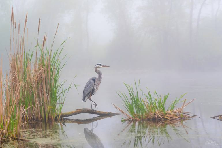 Original Nature Photography by Art Millers | Photorealism Art on Paper | The Great Blue Heron and the Fog. Morning at the lake. Silence.#1