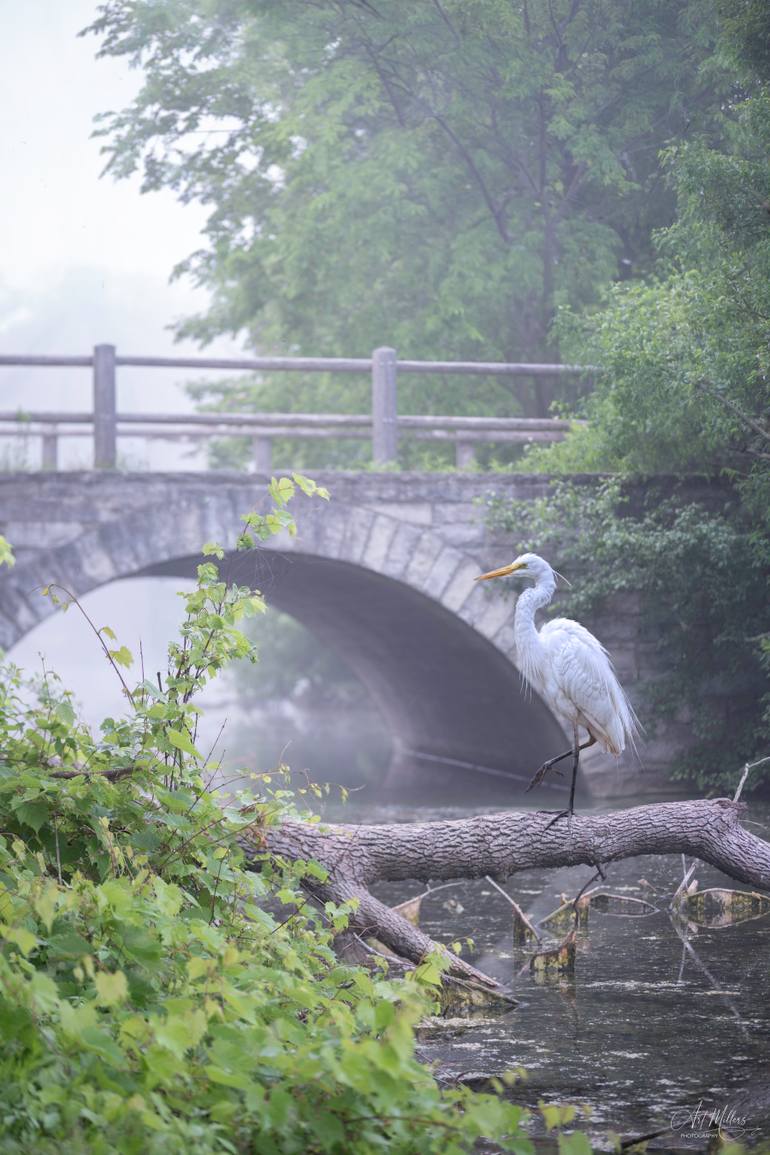 Original Wildlife Photography by Art Millers | Classicism Art on Paper | The White Heron and the Fog. Morning at the lake. Silence.#2