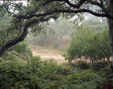 Fog Meadow image