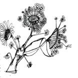 Collection flowers