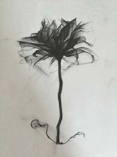 Print of Conceptual Botanic Drawings by Kyle O'Malley