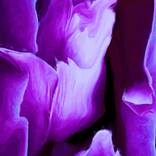 Femininity by susan ringler
