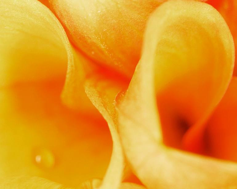 Original Contemporary Nature Photography by Borealis Microcosmos