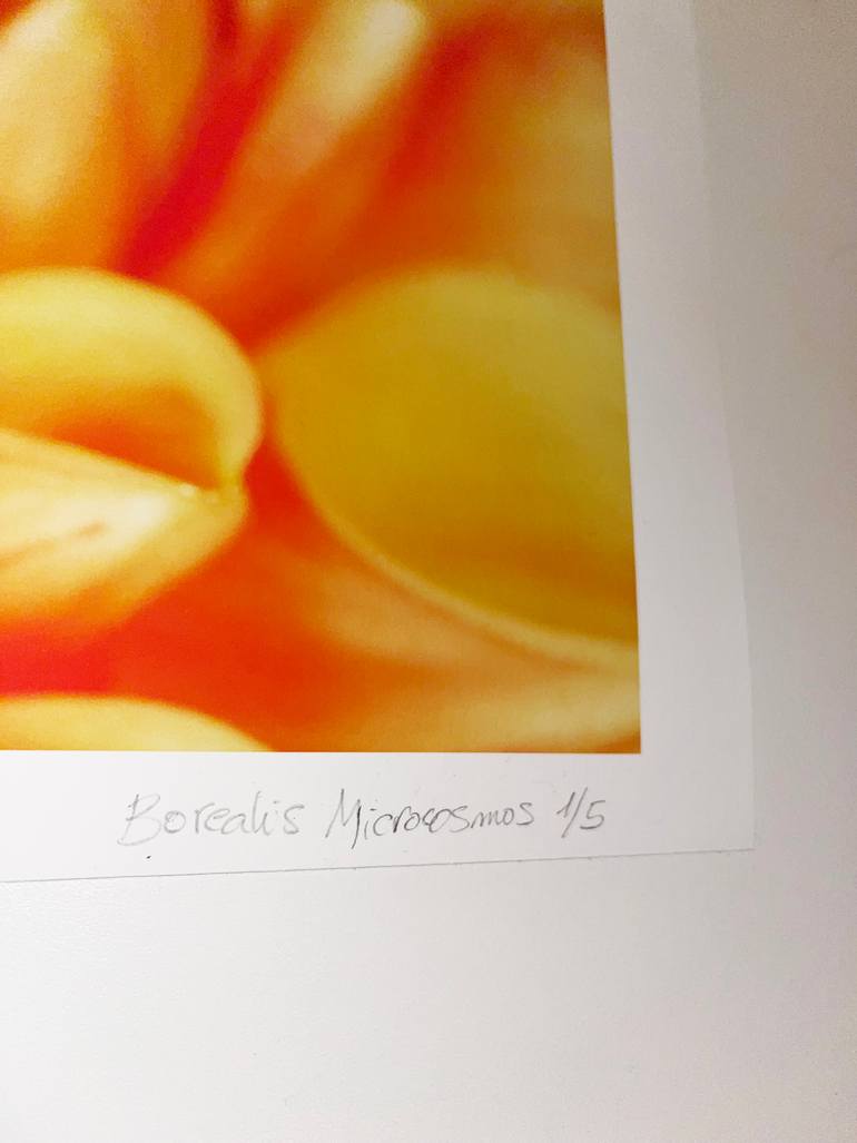 Original Contemporary Nature Photography by Borealis Microcosmos