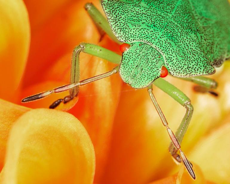 Original Contemporary Nature Photography by Borealis Microcosmos
